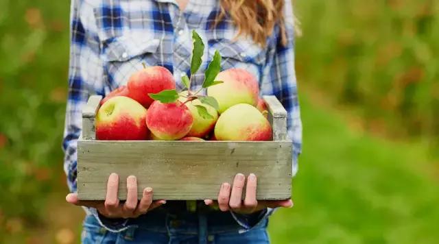 苹果每天什么时间吃对身体最好,苹果怎么吃营养价值最高