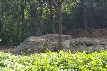 广州长隆野生动物园游玩路线攻略,广州番禺长隆野生动物园详细攻略