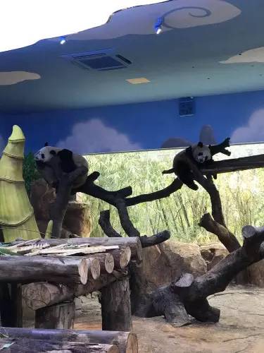 广州长隆野生动物园游玩路线攻略,广州番禺长隆野生动物园详细攻略