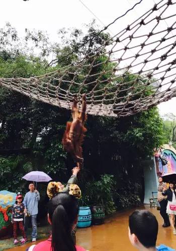 广州长隆野生动物园游玩路线攻略,广州番禺长隆野生动物园详细攻略