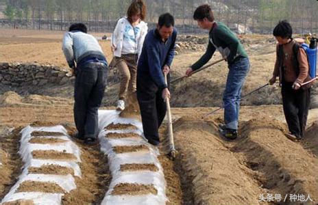 马上开始播种花生,快要种花生了