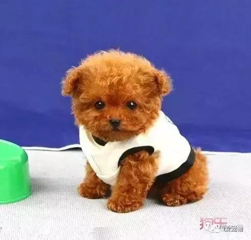 怎样辨别真假泰迪狗狗品种,如何识别泰迪狗的真假