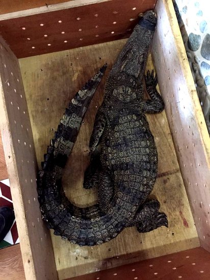 老奶奶都不扶就扶你什么梗,老奶奶不扶就服你下一句