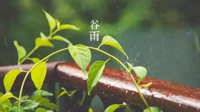 二十四节气之谷雨春落幕夏将至,二十四节气谷雨暮春