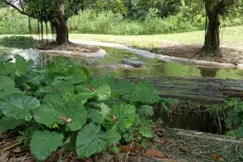 长隆野生动物园自驾游导游,广州长隆野生动物园有导游吗