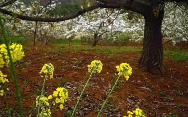 不亚樱桃沟、赛过杏花谷的洪庆墨玉河竟然没多少人知道！
