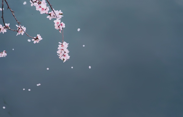 春季手机摄影大赛,摄影有哪些大赛