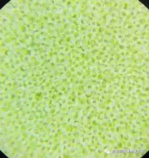 池塘微藻处理,微藻观察