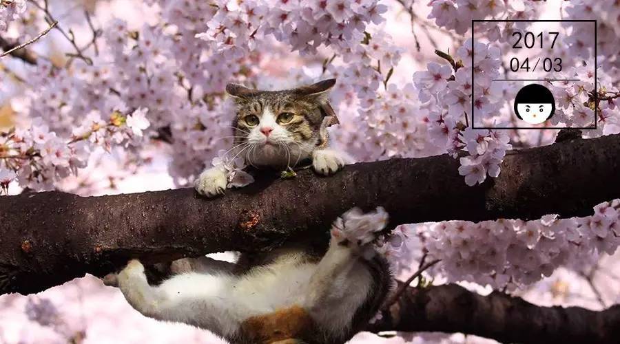 最美樱花限定单品,限量款樱花