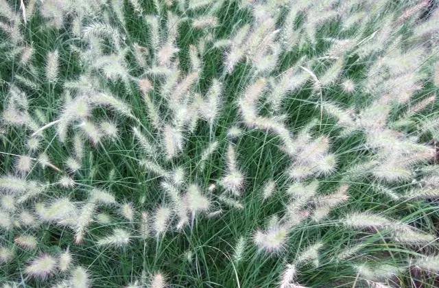 观赏草美景图片大全,观赏草叶