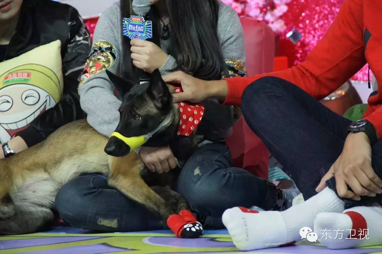 新年到来之际感谢所有帮助我的人,孟非在节目中给大家拜年