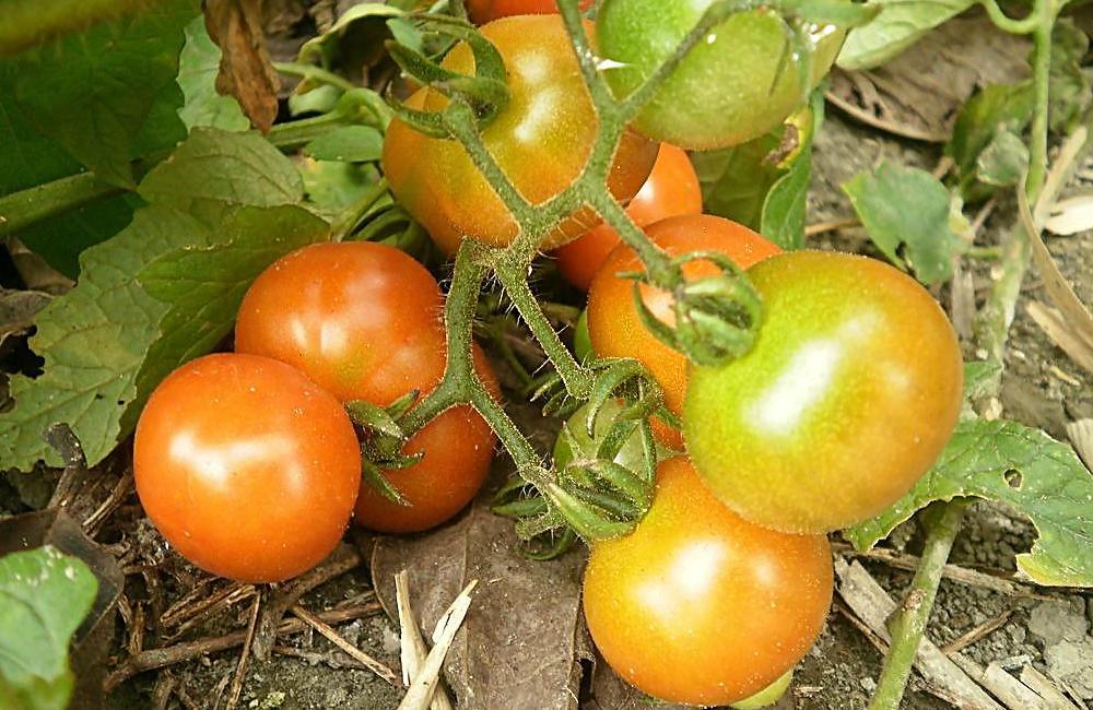 大棚番茄遮阴网用什么样的遮最好,大棚番茄一亩地种植多少棵合理