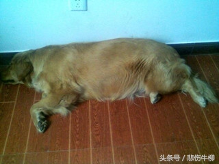 跛脚儿子背病母求医，善念救下伤犬，得到治好腿疾机会竟这样选择