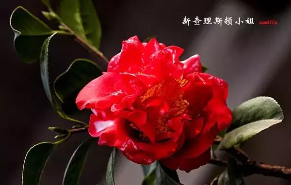 四大名花之山茶,中国百种山茶图片