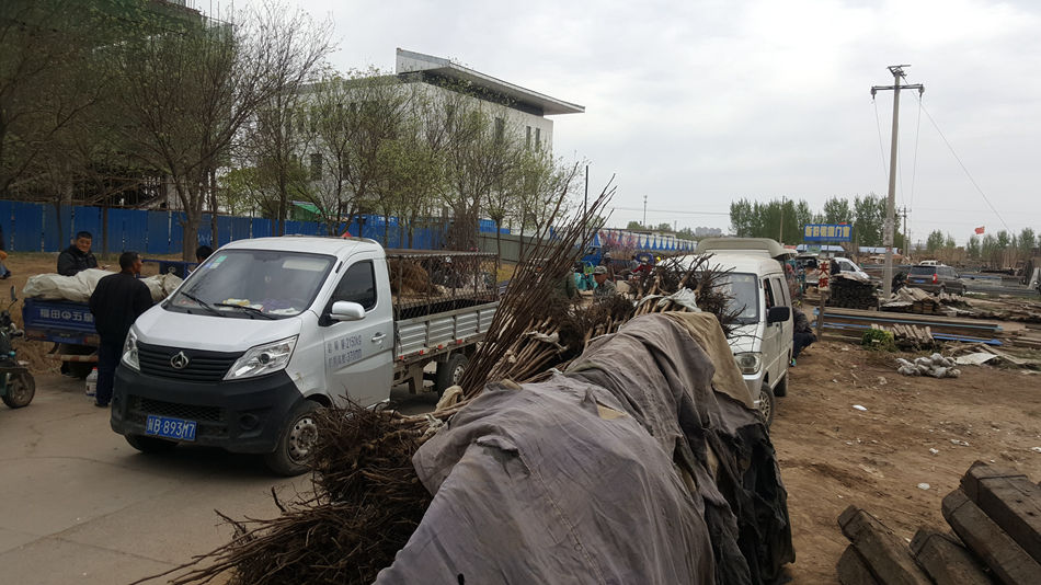 唐山市乐亭县大集,河北唐山乐亭大集