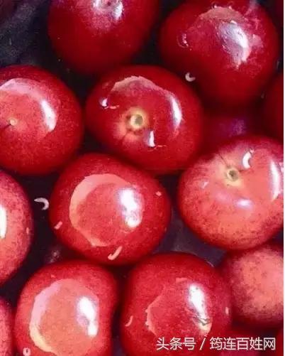 尖叫！一位女孩吃樱桃，看着蛆从里面爬了出来……