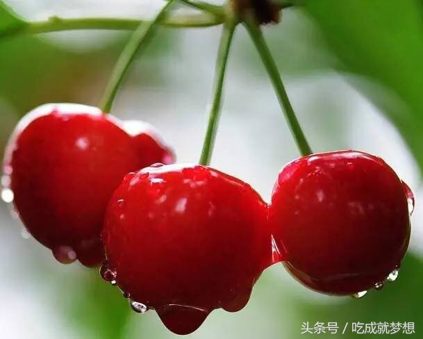 樱桃泡香油治冻疮,野樱桃能治冻疮吗