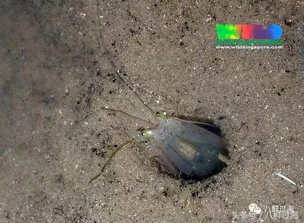 比手臂还粗的皮皮虾你吃过了吗,比手臂还要大的皮皮虾你吃过没有