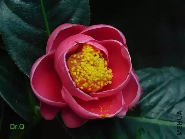 四大名花之山茶,中国百种山茶图片