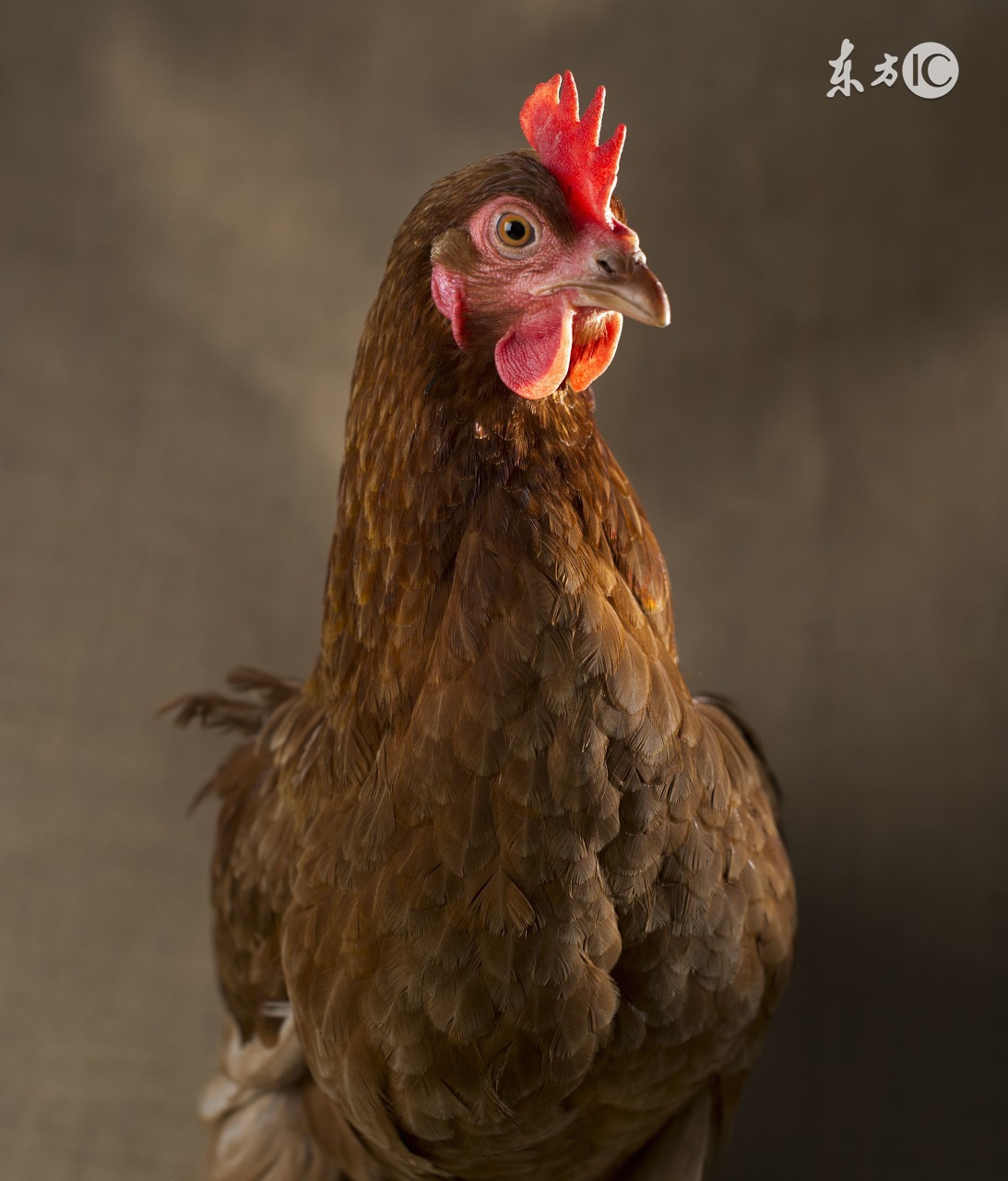 温度低于多少,肉料比会高?这个养鸡人知道多少?