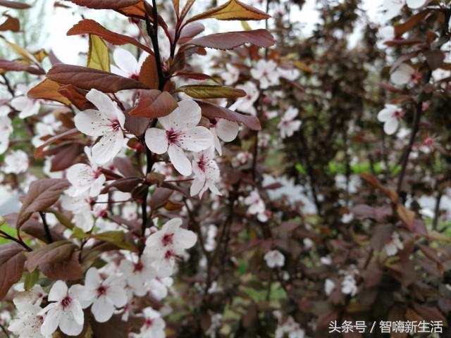 荣耀v9评测性价比和优雅可以兼顾,荣耀v9变迁史