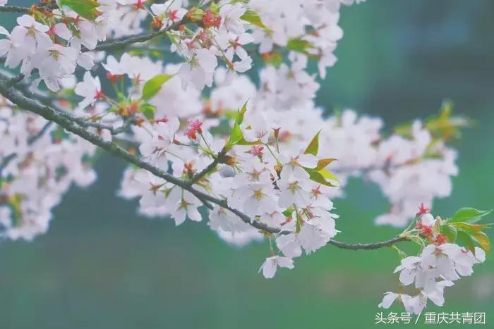 人间最美的不过是春天,人间最美是初春