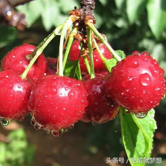 樱桃泡香油治冻疮,野樱桃能治冻疮吗