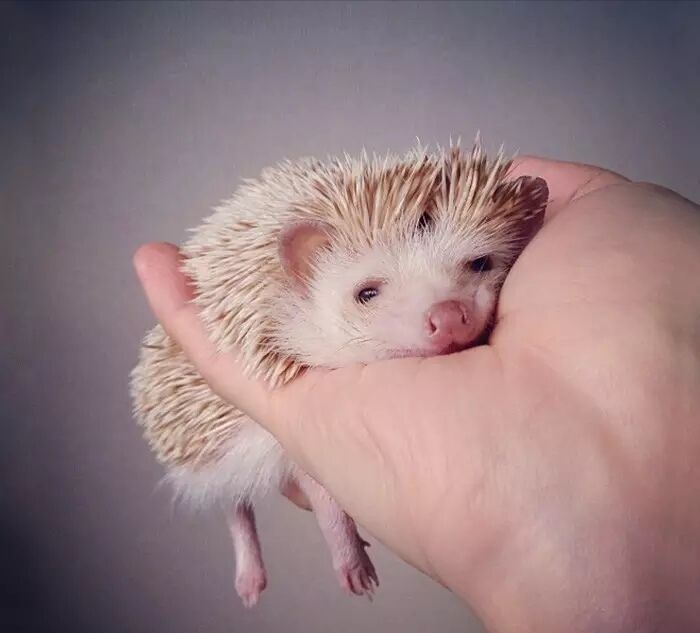 养一只刺猬,这么可爱的刺猬你也想养一只吗