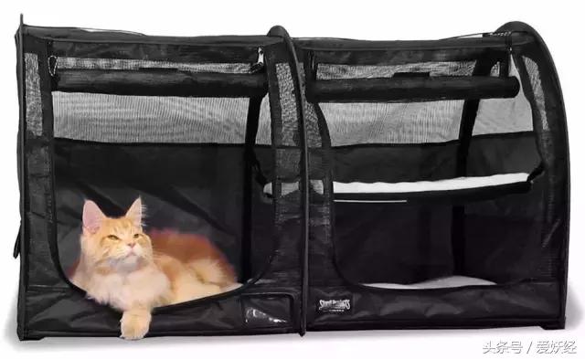 爱妖经｜赛场猫咪同款用品，主子们都拒绝不了的诱惑