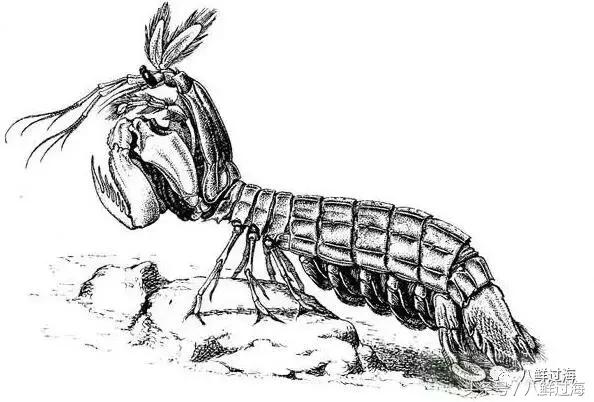 比手臂还粗的皮皮虾你吃过了吗,比手臂还大的皮皮虾吃起来超过瘾