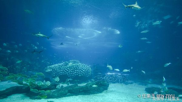 长隆海洋王国亲子游路线,一天游珠海长隆海洋王国亲子攻略