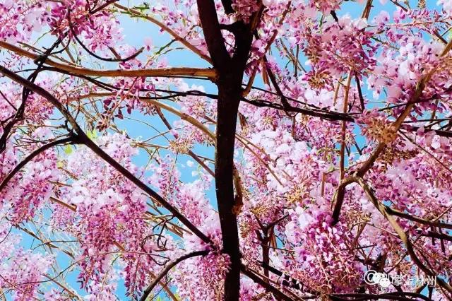 紫藤挂云木，香风留美人——林州龙凤山公园的紫藤花开了！