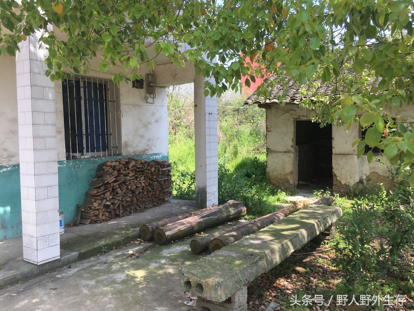 正宗枸杞野菜图片,枸杞苗野菜