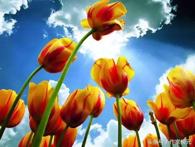 银川花博园郁金香花海,银川花博园游览图