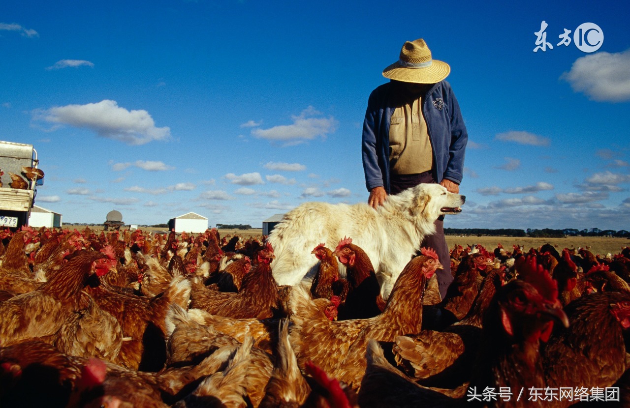 非典型新城疫症状及防治方法,畜禽非典型新城疫怎么用药