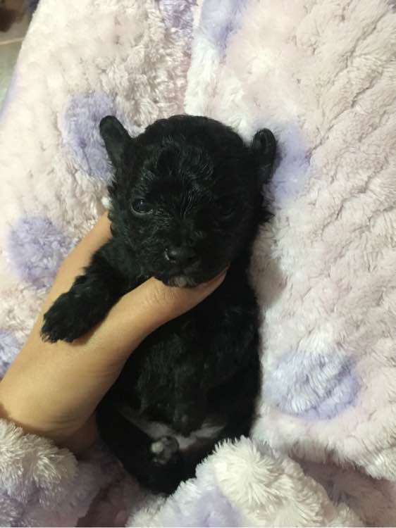 怀孕贵宾狗狗快生了的征兆,贵宾犬受孕后几个月生