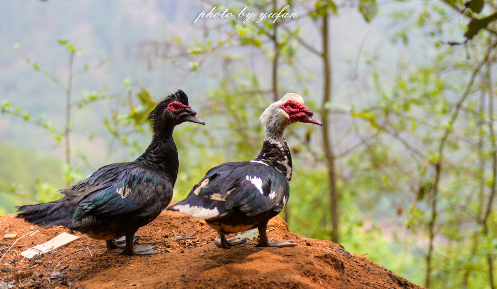 云端上的世外桃源，看看浇灌牛奶和土鸡蛋的有机乌龙茶长成啥样