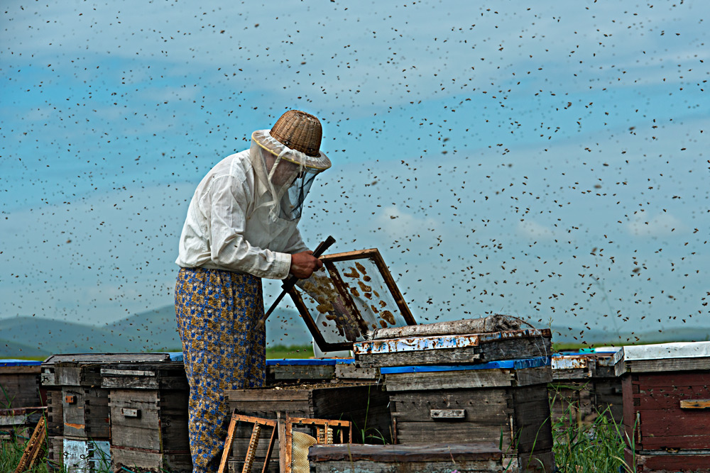 蜜蜂生病怎么治最好,蜜蜂得病了如何防治