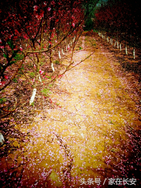 西安桃花花海旅游节,西安长安桃花园景区