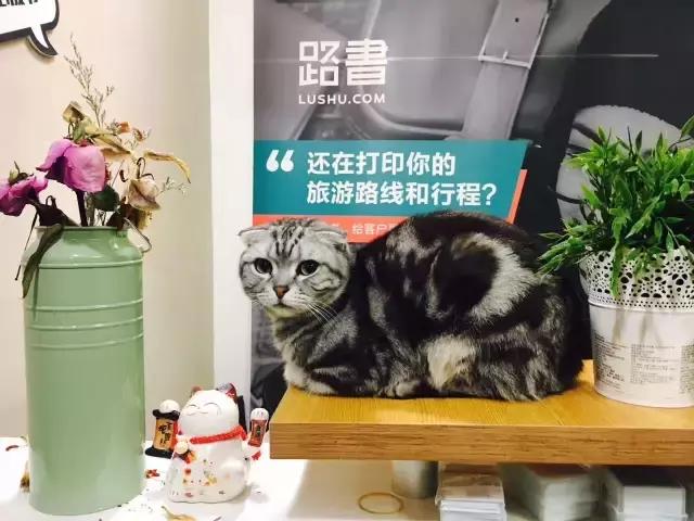 旅游近期大新闻，美团旅行的logo设计我很喜欢