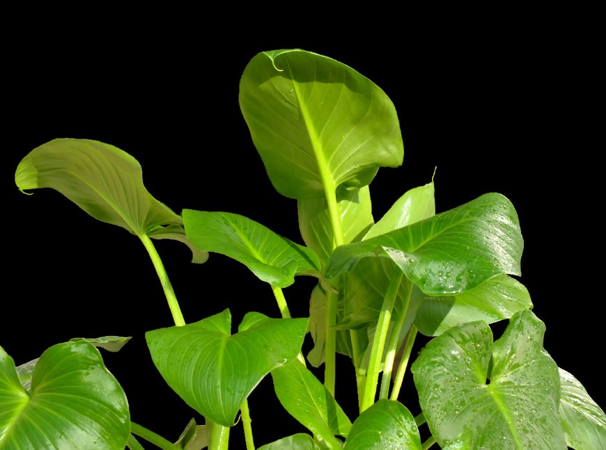 马蹄莲挺秀雅致，花苞洁白，叶片翠绿，可药用清热解毒，治烫伤