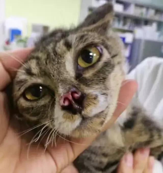 不过是一群流浪狗，却有人为它们耗尽了青春