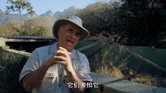 5只平头哥大战一头狮子,狮子隔着铁网吼了平头哥一声