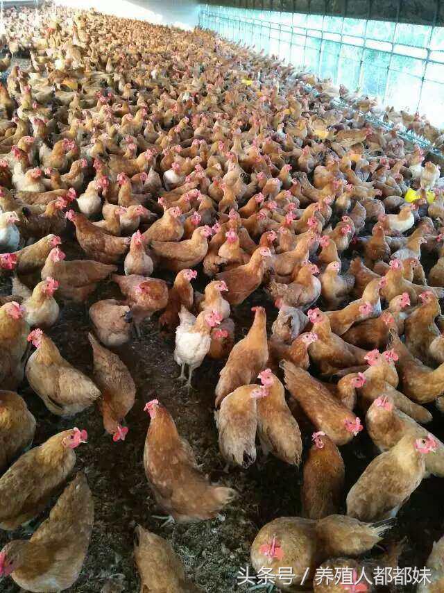 散养土鸡下蛋利润多少,散养土鸡的利润与成本真实