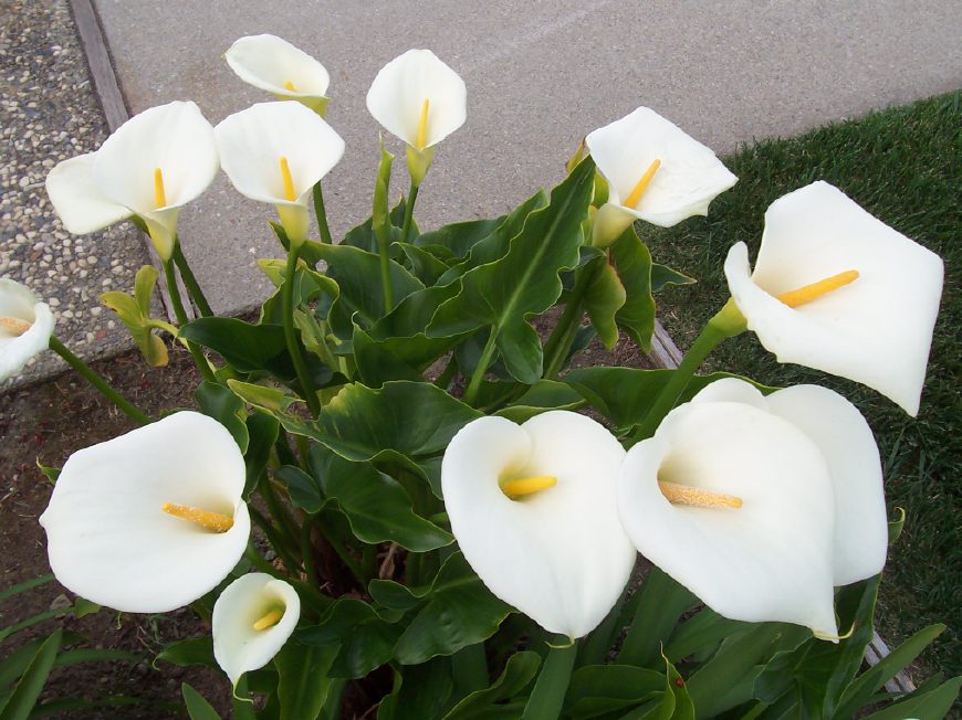 马蹄莲挺秀雅致，花苞洁白，叶片翠绿，可药用清热解毒，治烫伤