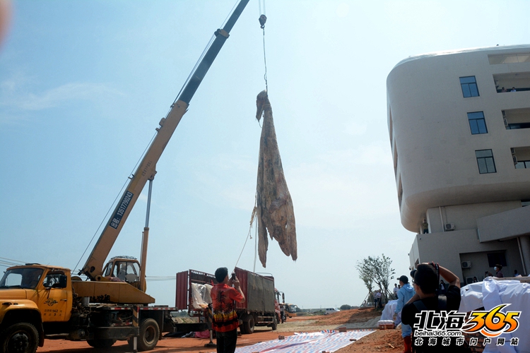 这条8米长的“大咸鱼”，上次北海错过之后等了16年