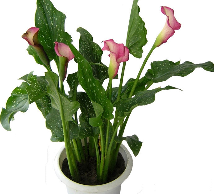 马蹄莲挺秀雅致，花苞洁白，叶片翠绿，可药用清热解毒，治烫伤