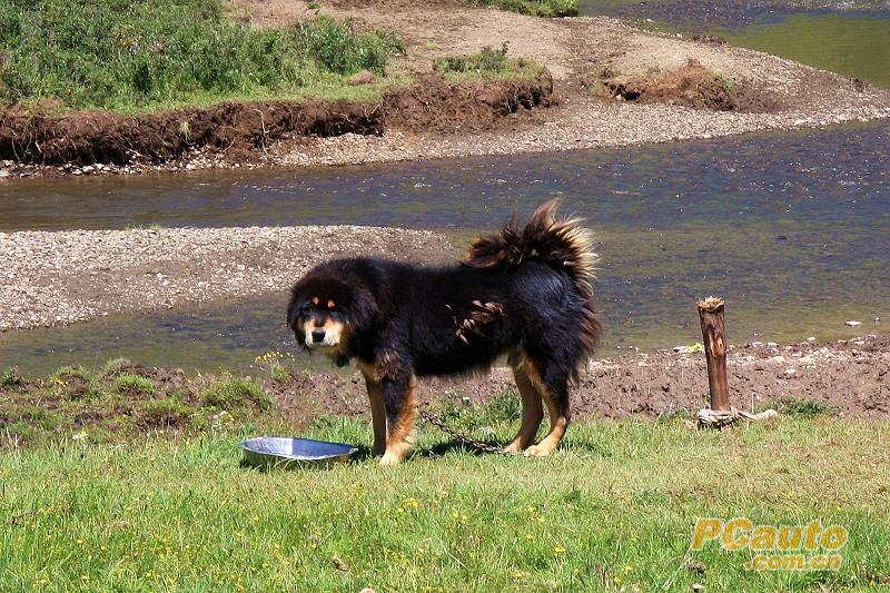 *藏西**美丽的草原上它原先被炒到上千万，现在5千也没人要