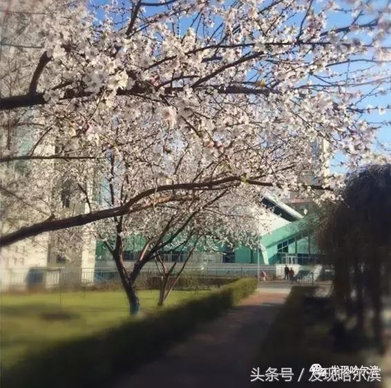 春天哈尔滨好玩的地方,哈尔滨春天景色