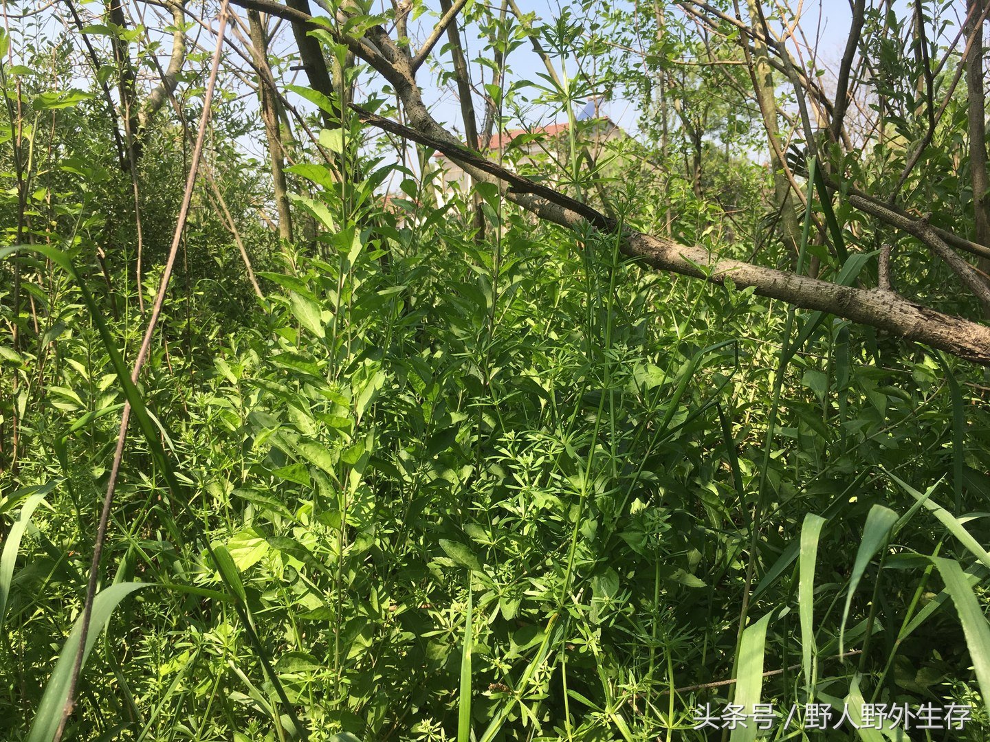 野生枸杞芽野菜,美味的纯天然野菜